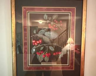 Framed Botanical Print of Cherries by George Brookshaw