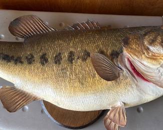 Taxidermy wide mouth bass
