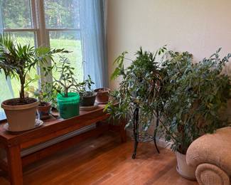 Lots of house plants 