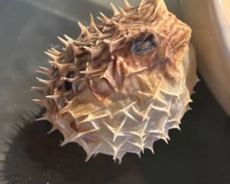 Taxidermied  puffer fish