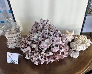 Assorted Seashells and Barnacle Cluster