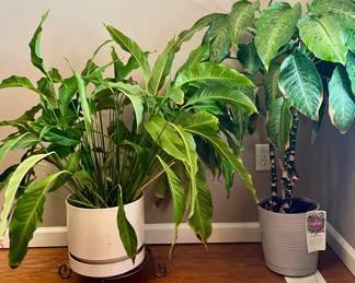 Live plants