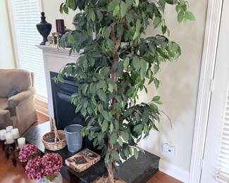 Silk Ficus Tree