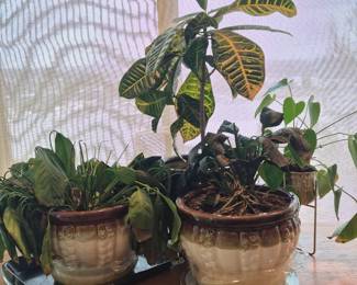 Potted Houseplants - Earthtone Ceramic Planters & Small Brass Planter