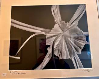 Spider Lily photo