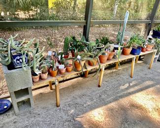 Cactus and succulents 