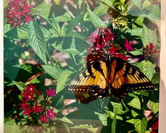 Swallowtail Butterfly on Penta photo