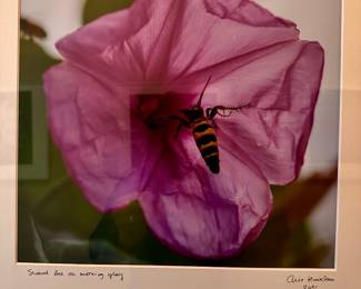 Sweet Bee on a Morning Lily signed