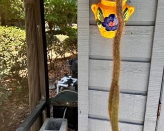Rat Tail Cactus - red flowers with Planter 