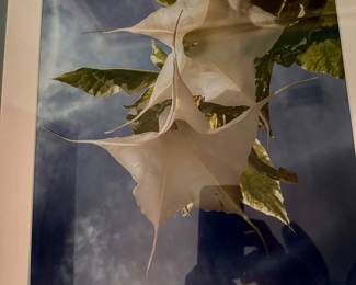 Angel Trumpet signed