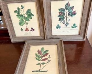 (3) Poisonous Plant Prints