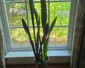Sansevieria trifasciata Snake Plant