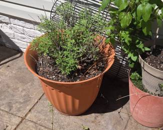 Terracotta Plastic Planter Pot with Lavender and Clematis