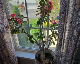 Adenium Obesum Desert Rose Plant in Decorative Pot