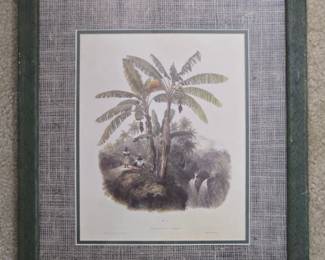 Plantain Trees Botanical Print by J. B. Kidd