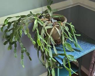 Christmas Cactus Schlumbergera bridgesii