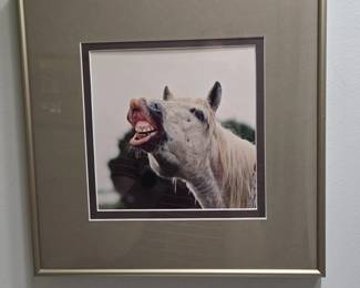 Framed Photograph of a Horse with Mouth Open and Flehmen Response