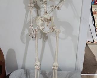 LifeSize Articulated Human Skeleton Model