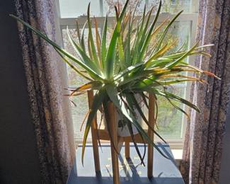 Aloe Vera Plant in MidCentury Modern Style Planter Stand