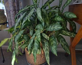 Aglaonema Maria Chinese Evergreen