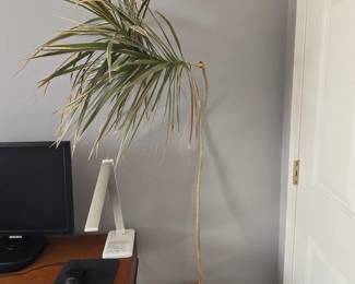 Dracaena marginata Tricolor