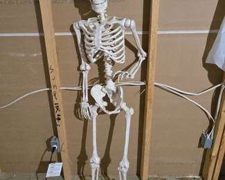 FullSize Human Skeleton Prop