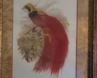 Birds of Paradise Art
