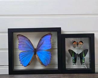 112 framedbluemorphouranialeilusbutterf