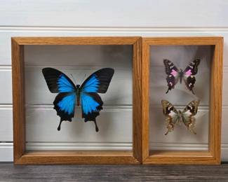 113 framedpapilioulyssesgraphiumweiskei