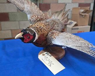 4096  Taxidermied Red Necked Pheasant