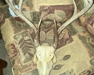 AND SOME DEER SKULLS / ANTLERS FOR DECOR!