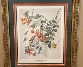 Audubon print
