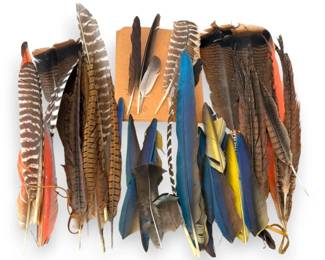 Long Macaw and Turkey Tail Feathers