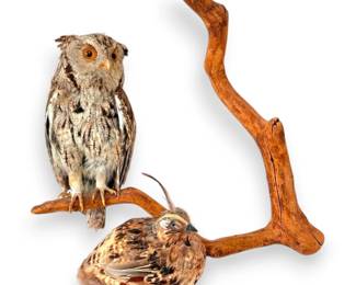 Small Taxidermy Owl  Quail