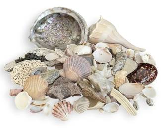 Seashells, Shark Teeth,  More
