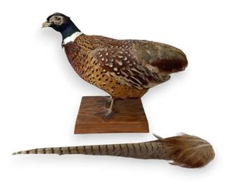 Taxidermy Mount of RingNecked Pheasant