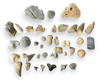 Interesting Rocks  Fossils