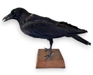Carrion Crow Taxidermy Mount