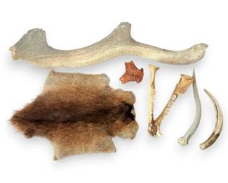 Antlers, Jawbone, And Squirrel Pelt