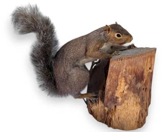 Eastern Gray Squirrel Taxidermy Mount