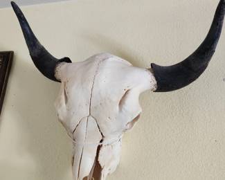 Steerhead