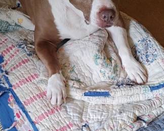 The three quilts that precious is laying on..