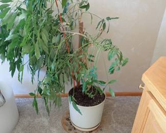 PLANT