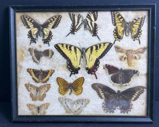 444 preservedframedbutterflymothframedt