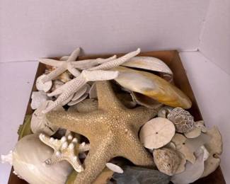 233 largeassortmentofstarfishsanddollar