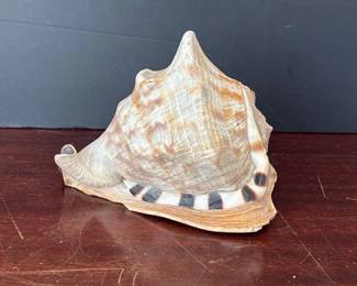 077 largedecorativeconchshellwithbrown