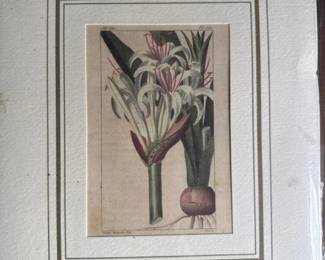 393 mapesmondebotanicalprinttheodorebes