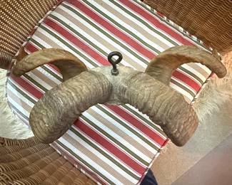 Bighorn Sheep Horns with Mounting Loop