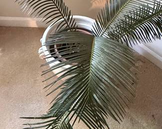 Sago Palm (Cycas revoluta)