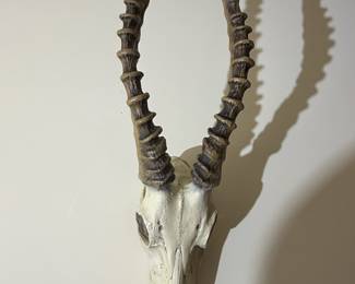 Blesbok Skull with Horns Wall Mount